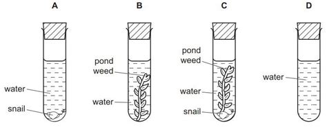 The test tube (first tube on the left) shown is the original